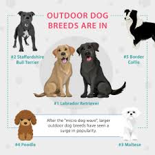 Treehole owl homes of animals 8. Top Dog Names And Most Popular Breeds Mad Paws