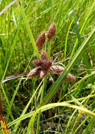 Image result for Bolboschoenus