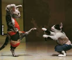 The cat (felis catus) is a domestic species of small carnivorous mammal. Karate Cats 9gag