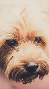 Dog Wallpapers Are Added Beautiful And Cute Dogs For Your Mobile Phone Follow Us On Facebook For Mo Iphone Background Cool Backgrounds For Iphone Background