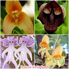 Tropical Dracula Simia Lotax Special ...