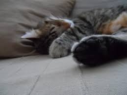 Yurek Bebeklerim Kim Mi Kedilerim Elbette Anne Olmak Icin Ille De Dogurmak Mi Gerek Kedi Bebek Prematur