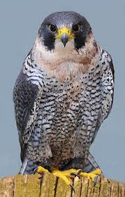 Chases prey down at high speeds with continuous powerful wingbeats. Education