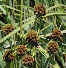 Image result for Oxycaryum