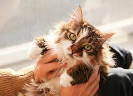 A distinct feature of geriatric anxiety is that it can manifest as nighttime anxiety. Separation Anxiety In Cats Petmd