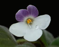 Image result for Saintpauliopsis