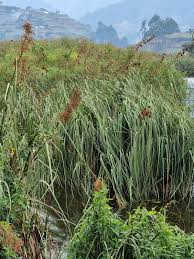 Image result for Cladium mariscus