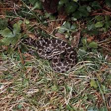Download Snakes Of Ohio Identifying All 25 Species Slideshow Cleveland Com
