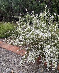 Image result for Samanea leptophylla