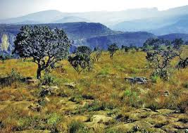 Image result for Acrotome thorncroftii