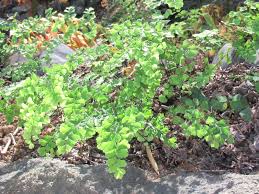 Image result for Adiantum vogelii
