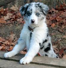 That is, if they have any mini australian shepherd border collie mix puppies for sale. 18 Border Collies Ideas Collie Border Collie Dogs