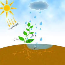 Sunlight cannot be used directly by plant to make glucose. 2 21 Light Reactions Of Photosynthesis Biology Libretexts