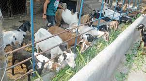 Maybe you would like to learn more about one of these? Goat Farming Business Plan 2020 Plans For Starting A Meat Goat Or Dairy Goat Farm Boer Goat Profits Guide