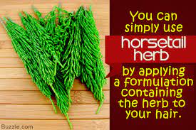More on that topic here! How To Effectively Use The Horsetail Herb For Hair Growth Hair Glamourista