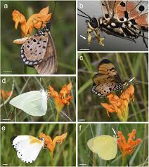 Image result for Platycoryne pervillei