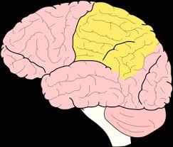 Image result for Parietal Lobe