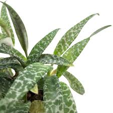 Image result for Ledebouria cordifolia
