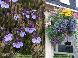 Image result for Monopsis decipiens