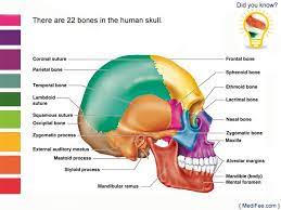 Human Skull Has 22 Bones Healthfact Anatomy Bones Facial Bones Human Skull Anatomy