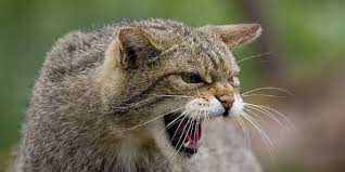 Lybica (near eastern wildcat), f. Wildcat Felis Silvestris A Small Wild Cat Dinoanimals Com