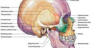 Fig 6 11 Copyright C The Mcgraw Hill Companies Inc Permission Required For Reproduction Or Display Mandible Mental F Anatomy Sphenoid Bone Nuclear Membrane