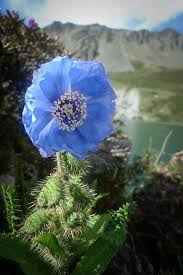 Himalayan Blue Poppy Meconopsis The National Flower Of Bhutan Bitki