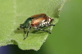 Résultat de recherche d'images pour "metallic green fig beetle"