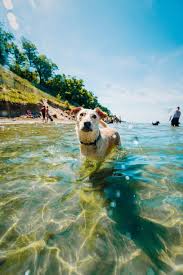 Helps you prepare job interviews and practice interview skills and techniques. A Guide To Michigan S Pet Friendly Beaches Michigan
