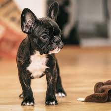 Characteristic are the flat, broad nose, the upright ears, and its short, stocky body. French Bulldog Pdsa