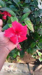 Hibiscus Poo Pookal Sembaruthi Obsidian Bracelet Hibiscus Plants