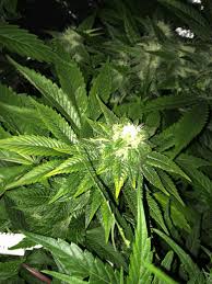 Plante grande feuille verte plante feuille blanche et verte. Boules Blanches Au Sommet Des Buds Diagnostic Cannaweed