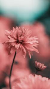 Pink walls pink wallpaper pastel pink aesthetic instagram trippy pink wallpaper iphone pink pattern purple hands flower texture pink pattern wallpaper cartoon background prints for sale. Pink Flower Pink Life Shared By SÉ'áƒ É'itÉ¦É' On We Heart It