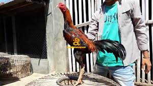 Semoga selalu bahagia sehat wal afiat. Ayam Bangkok Filipina Asli Ayampetarung Com