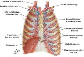 When you exhale, your ribcage moves down, squeezing. Anatomy Of The Thoracic Wall Pulmonary Cavities And Mediastinum Springerlink