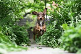 It is not toxic in any way, and it does not require a lot of care. How To Build The Perfect Backyard For Dogs