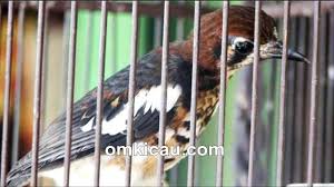 Jenis burung decu kembang, cara merawat decu kembang, daftar harga burung decu kembang terbaru, cara mengobati decu kembang, pakan anis kembang (ak) termasuk burung monomorfik, yaitu antara burung jantan dan burung betina memiliki penampilan fisik yang tampak serupa. Perkembangan Burung Anis Kembang Sejak Anakan Hingga Dewasa Om Kicau