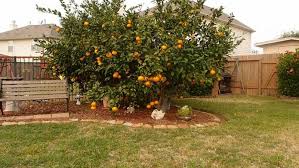 In the descriptions, there are references to fruiting spurs , these are short shoots which produce the majority of flowers and fruit in many fruit trees. Fruit For Thought Your Essential Guide To Growing Fruit Trees