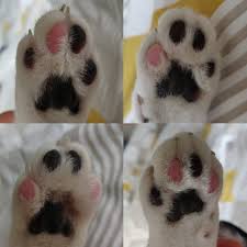 If your cat is getting into all kinds of mischief, it could be because they're looking for a way to entertain themselves. Reddit The Front Page Of The Internet Cat Paws Cats Funny Cats