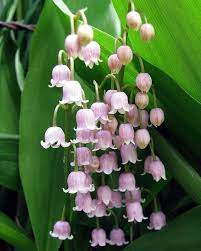 Convallaria Majalis Var Rosea Commonly Known As Pink Lily Of The Valley Lily Of The Valley Flowers Lily Of The Valley Pink Lily