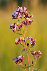 Planning to start a flower garden! Oregano Wikipedia