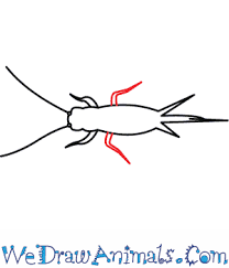 How To Draw A Field Cricket
