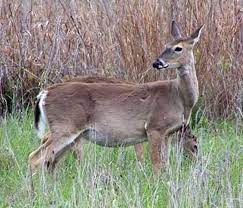 See more information at pestworld on deer mice habits, control and prevention in our deer mice pest profile. Hunting Female Deer A Better Population Management Strategy Field Crops