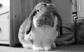 Gif Tumblr You Want To Watch This You Must Watch It You Need To Watch It Cute Animals Cutest Bunny Ever Cute Animal Gifs