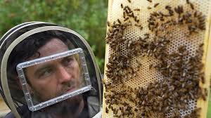 How To Introduce A Mated Queen Bee