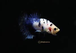 Find great deals on ebay for halfmoon plakat betta. Fancy Blue Koi Halfmoon Plakat Betta Bettasplendid Com