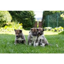 Image result for západosibiřská lajka