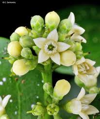 Image result for Strychnos gossweileri