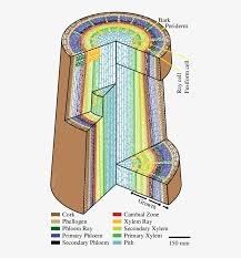 Maybe you would like to learn more about one of these? Internal Structure Of A Woody Plant Stem Xylem Transparent Png 477x800 Free Download On Nicepng