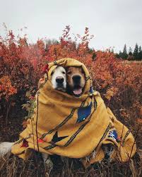 Pin On Autumn
